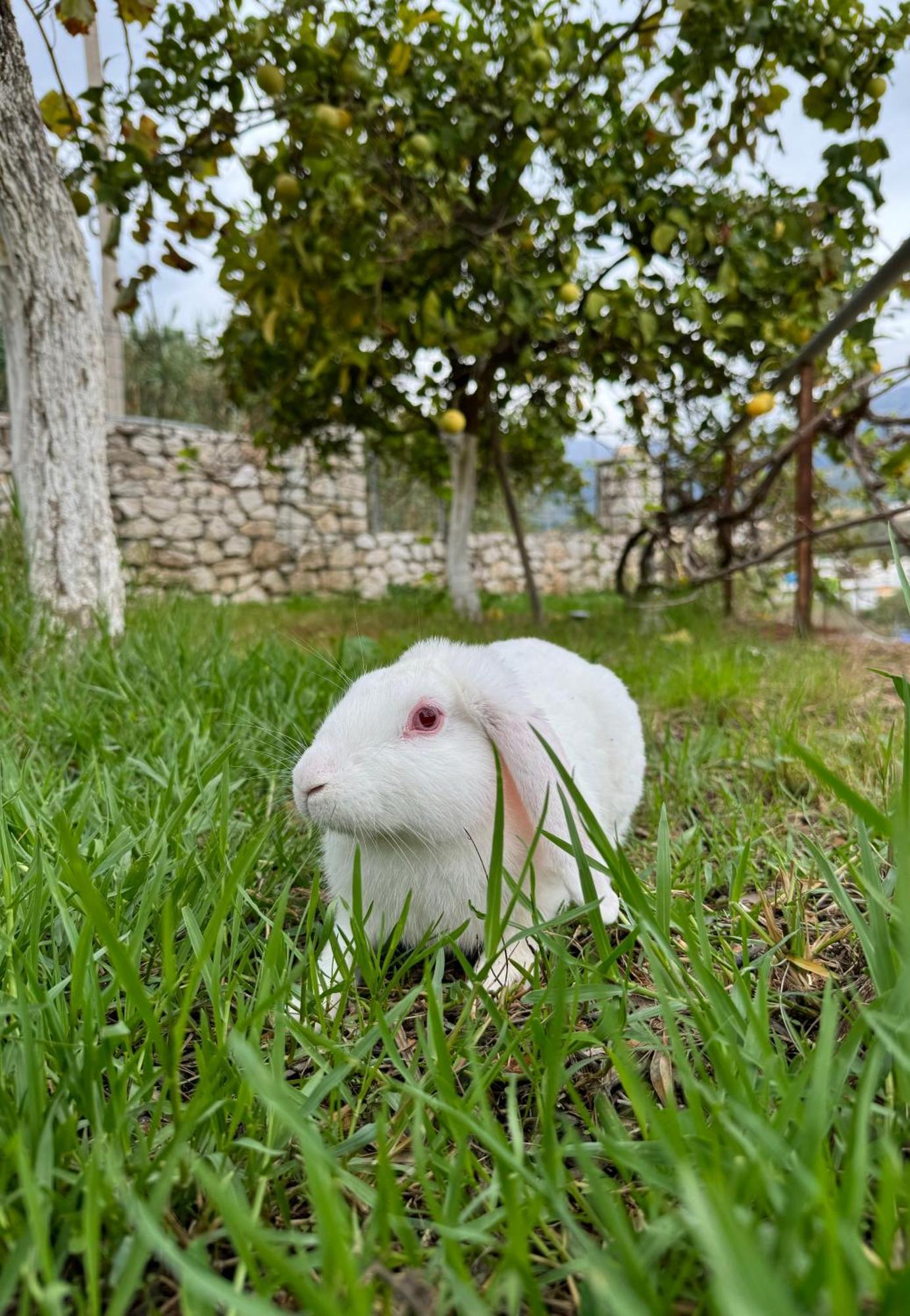 Villa Bodini Himarë Dış mekan fotoğraf