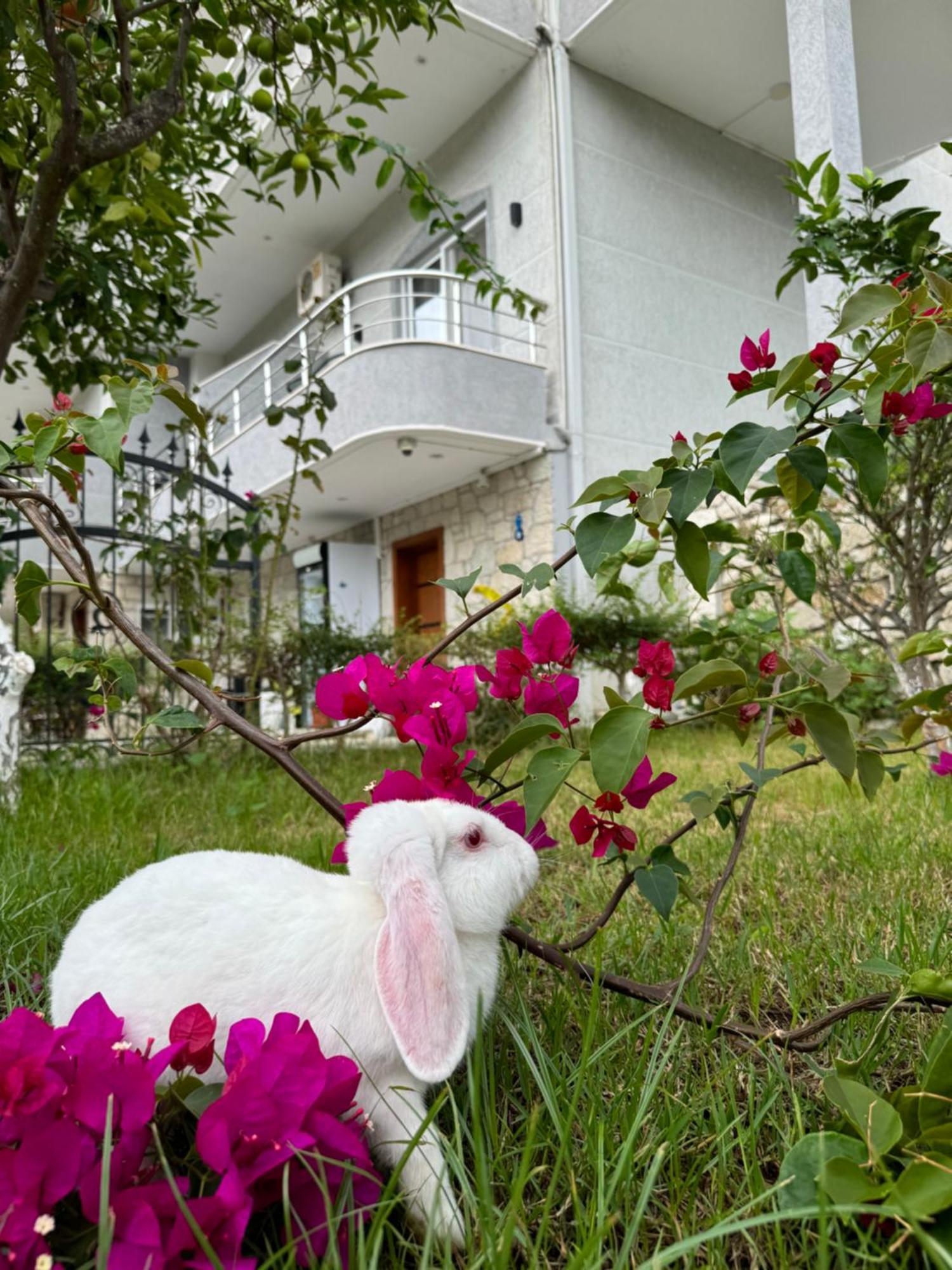 Villa Bodini Himarë Dış mekan fotoğraf
